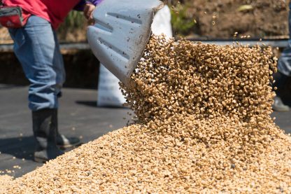 Costa Rica - Microlot - Las Lajas Micromill - Finca Calle Lajas - Red Honey - Image 7