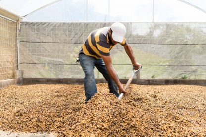 Costa Rica - Microlot - Las Lajas Micromill - Finca Calle Lajas - Red Honey - Image 13