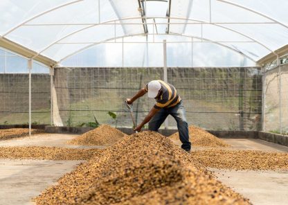 Costa Rica - Microlot - Las Lajas Micromill - Finca Calle Lajas - Red Honey - Image 15