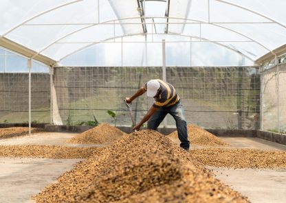 Costa Rica - Microlot - Las Lajas Micromill - Finca Calle Lajas - Red Honey - Image 16