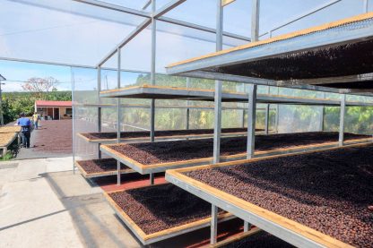 Costa Rica - Microlot - Las Lajas Micromill - Finca Calle Lajas - Red Honey - Image 19